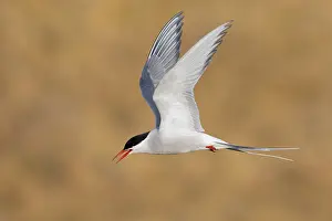 Arctic Tern Drucke: Arctic Tern, Sterna paradisaea