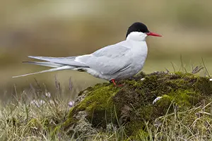 Arctic Tern Drucke: Arctic Tern, Sterna paradisaea