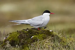 Arctic Tern Drucke: Arctic Tern, Sterna paradisaea