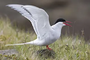 Arctic Tern Drucke: Arctic Tern, Sterna paradisaea