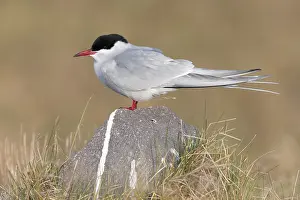 Arctic Tern Drucke: Arctic Tern, Sterna paradisaea