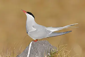 Arctic Tern Iceland Drucke: Arctic Tern, Sterna paradisaea