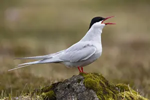 Arctic Tern Habitat Drucke: Arctic Tern, Sterna paradisaea