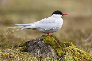 Arctic Tern Iceland Drucke: Arctic Tern, Sterna paradisaea