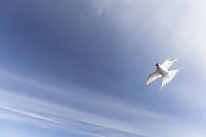 Arctic Tern Drucke: Arctic Tern, Sterna paradisaea