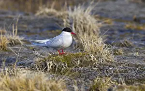 Arctic Tern Drucke: Arctic Tern, Sterna paradisaea