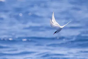 African Nature Photography Drucke: Arctic tern, Sterna paradisea