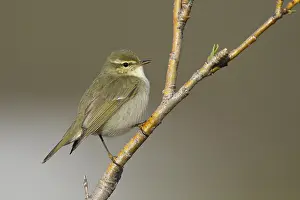 Bilder vom 9. Juni 2018: Arktische Grasmücke, Phylloscopus borealis.
