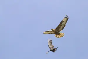Bilder Datiert 19. Mai 2014: Arendbuizerd, Langbeinbussard, Buteo rufinus rufinus