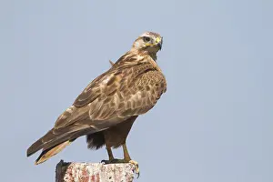 Bird Of Prey Asia Drucke: Arendbuizerd, Long-legged Buzzard, Buteo rufinus rufinus