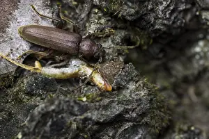 Bilder Datiert 24. August 2020: Arhopalus rusticus