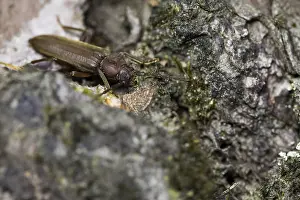 Arhopalus rusticus