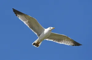 Lake Sevan Armenia Drucke: Armenian Gull at Lake Sevan, Armenia