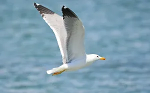 Lake Sevan Armenia Drucke: Armenian Gull at Lake Sevan, Armenia