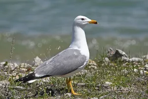 Lake Sevan Armenia Drucke: Armenian Gull (Larus armenicus) at Lake Sevan, Armenia