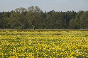 Aschpotterveld