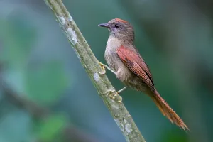 Peru Bird Species Drucke: Ash-browed Spinetail