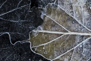 Black And White Nature Photos Drucke: Aspen leaf, populus tremula