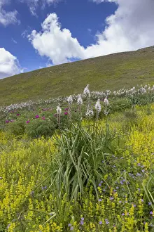 Mountain Landscape Italy Drucke: Asphodelus macrocarpus