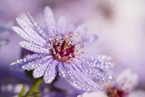 Europe Flowers Drucke: Aster covered in dew drops