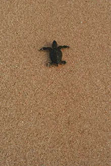 Turtle Conservation Efforts Drucke: Atlantic Green Turtle