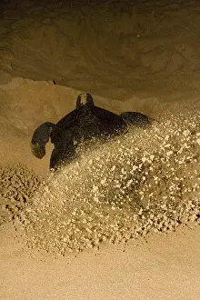 Chelonia Mydas Behavior Drucke: Atlantic Green Turtle