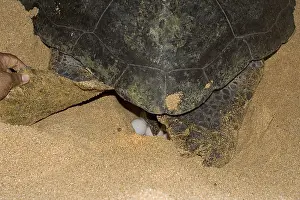 Green Turtles In The Wild Drucke: Atlantic Green Turtle