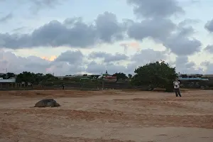 Green Sea Turtle Conservation Drucke: Atlantic Green Turtle