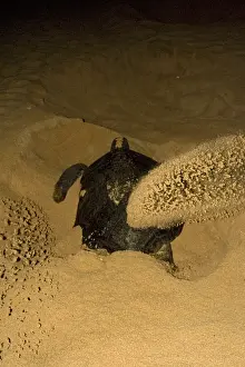 Reptile Images Drucke: Atlantic Green Turtle
