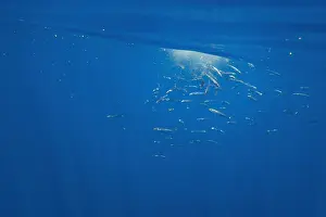 Atlantic Mackerel Drucke: Atlantic mackerel, Scomber scombrus