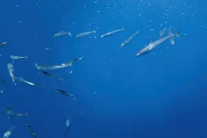 Atlantic Mackerel Drucke: Atlantic mackerel, Scomber scombrus