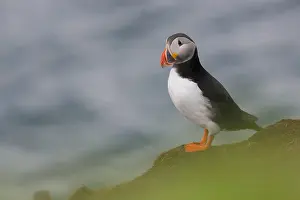 Fratercula Arctica Drucke: Atlantic Puffin