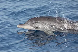 Atlantic Spotted Dolphin Drucke: Atlantic Spotted Dolphin, Stenella frontalis