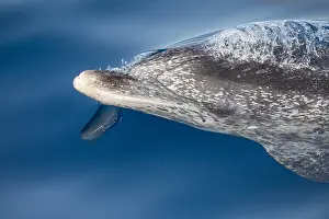 Atlantic Spotted Dolphin Drucke: Atlantic Spotted Dolphin, Stenella frontalis