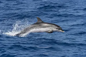 Atlantic Spotted Dolphin Drucke: Atlantic Spotted Dolphin, Stenella frontalis