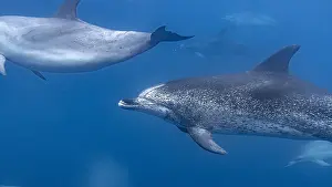 Atlantischer Spitzdelfin, Stenella frontalis