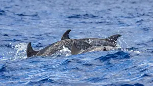 Coastal Wildlife Photography Drucke: Atlantic Spotted Dolphin, Stenella frontalis