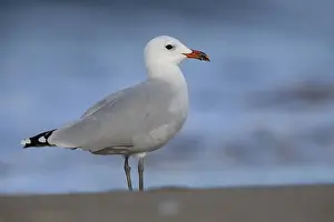 Charadriiformes Birds Europe Drucke: Audouin's Gull
