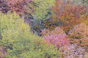 Daytime Nature Scenes Europe Drucke: Autumnal trees