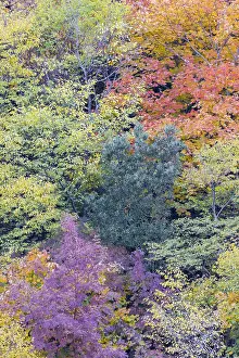 Autumn Trees Europe Drucke: Autumnal trees