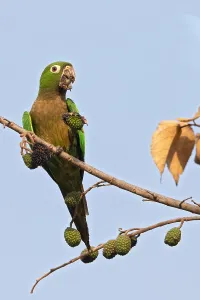 Foraging In The Wild Drucke: Aztec Parakeet, Eupsittula astec astec