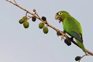 Foraging In The Wild Drucke: Aztec Parakeet, Eupsittula astec astec