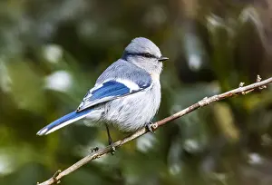 Himmelsblauer Tit