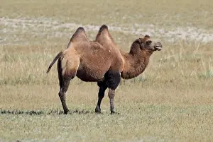 Bactrian camel, Camelus bactrianus