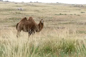 Natural Environment Of Asia Drucke: Bactrian camel, Camelus bactrianus
