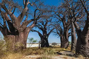 Baobab Trees Botswana Drucke: The Baines Baobabs baobab trees
