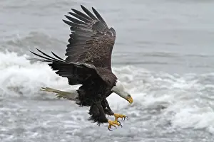 Haliaeetus Leucocephalus Images Drucke: Bald Eagle, Haliaeetus leucocephalus