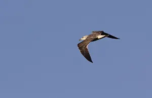 Baltischer Schatzmeister, Larus fuscus