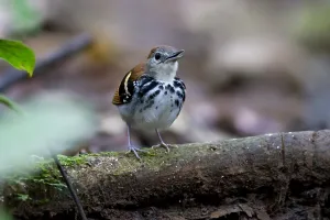 Tropical Birds Drucke: Banded Antbird