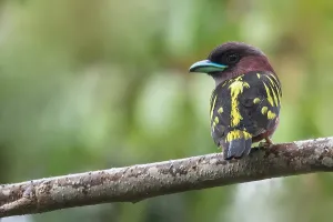 Borneo Nature Photography Drucke: Banded Broadbill, Eurylaimus javanicus